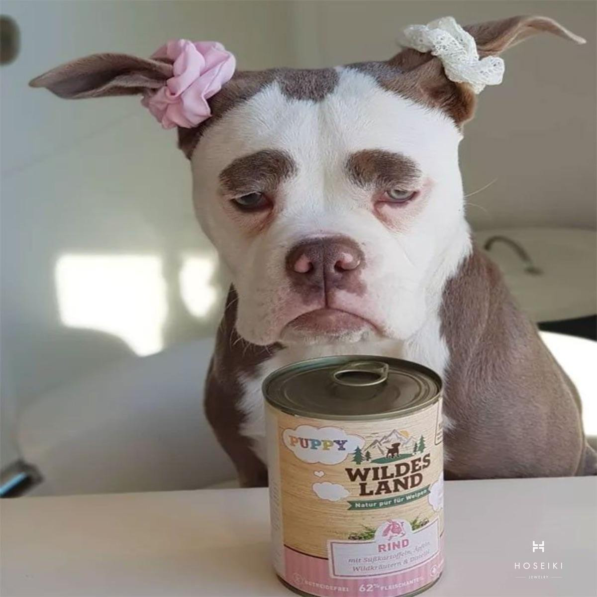 Chú chó meme cười toe toét, mang lại không khí vui vẻ