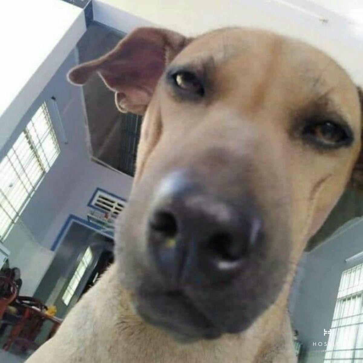 Chú chó meme với vẻ mặt chán nản, buồn bã thường dùng để than thở về thứ Hai