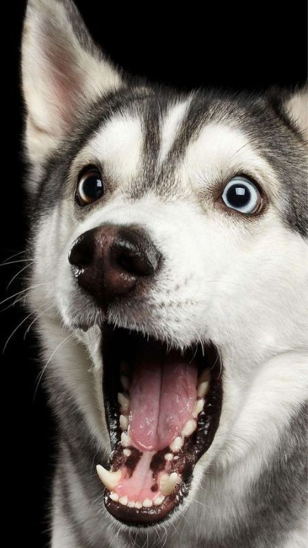 Chú chó ngáp nhưng vẫn giữ đôi mắt tròn xoe, trông rất buồn cười