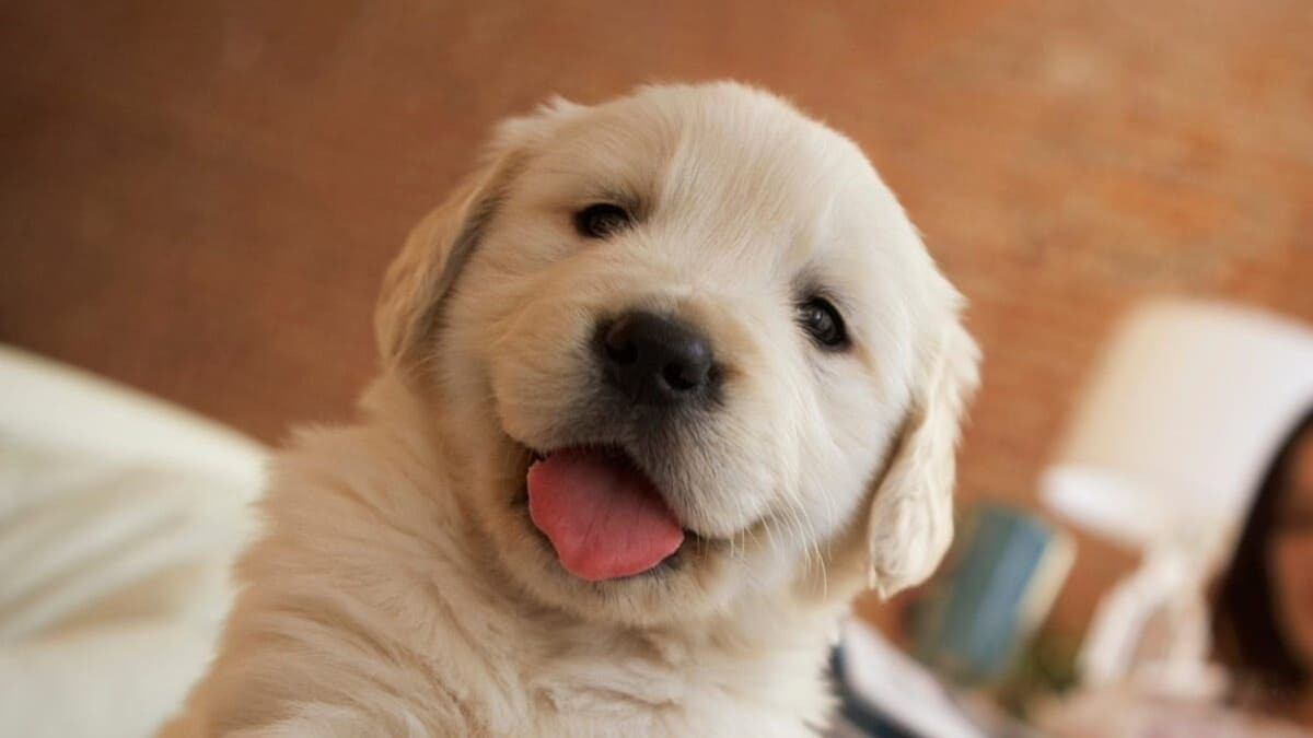 Chú chó tạo dáng selfie hài hước