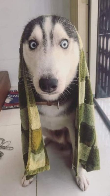 Chú chó trùm khăn có biểu cảm vô tội và ngáo