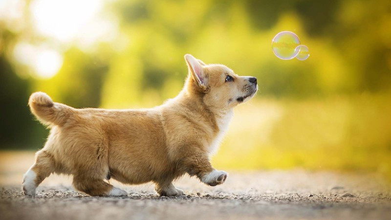 Chú chó vui vẻ chơi cùng bong bóng