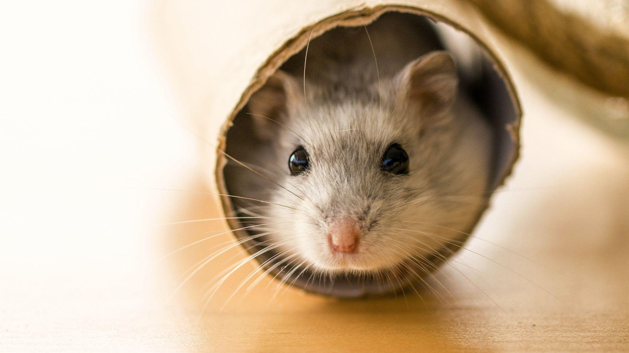 Chú chuột hamster nhỏ xinh trong lòng bàn tay