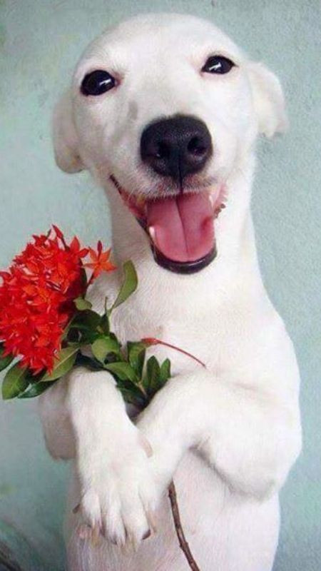 Chú cún ôm bó hoa hồng và nhe răng cười