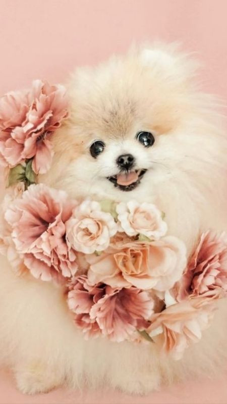 Chú cún trắng cùng hoa hồng trong hình ảnh dễ thương