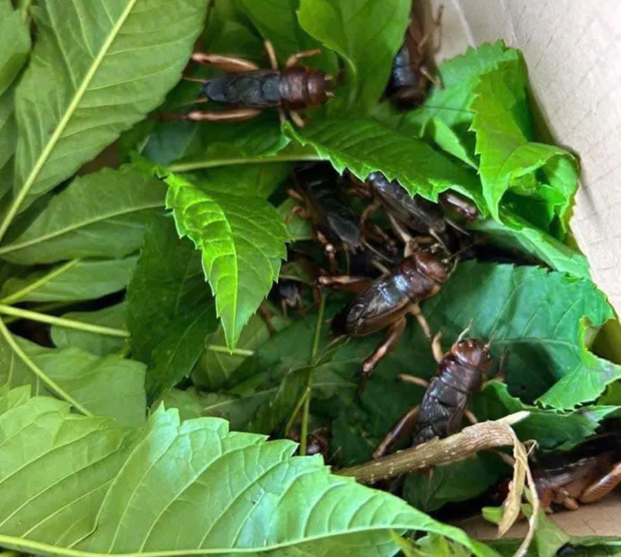 Tuyển chọn hình ảnh con dế mèn chân thực và ý nghĩa Chú dế mèn đang ẩn mình giữa những chiếc lá cây