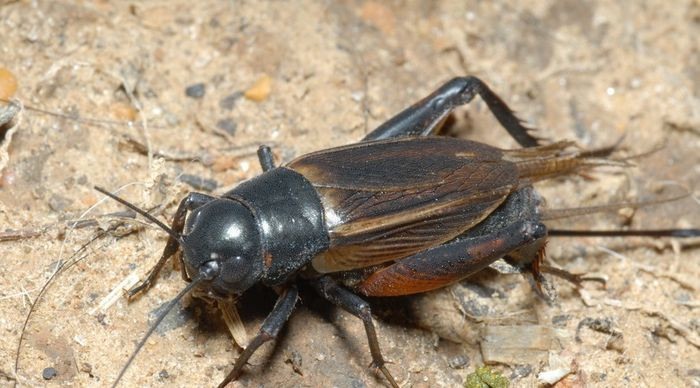 Tuyển chọn hình ảnh con dế mèn chân thực và ý nghĩa Chú dế mèn màu đen bóng loáng trên nền đất