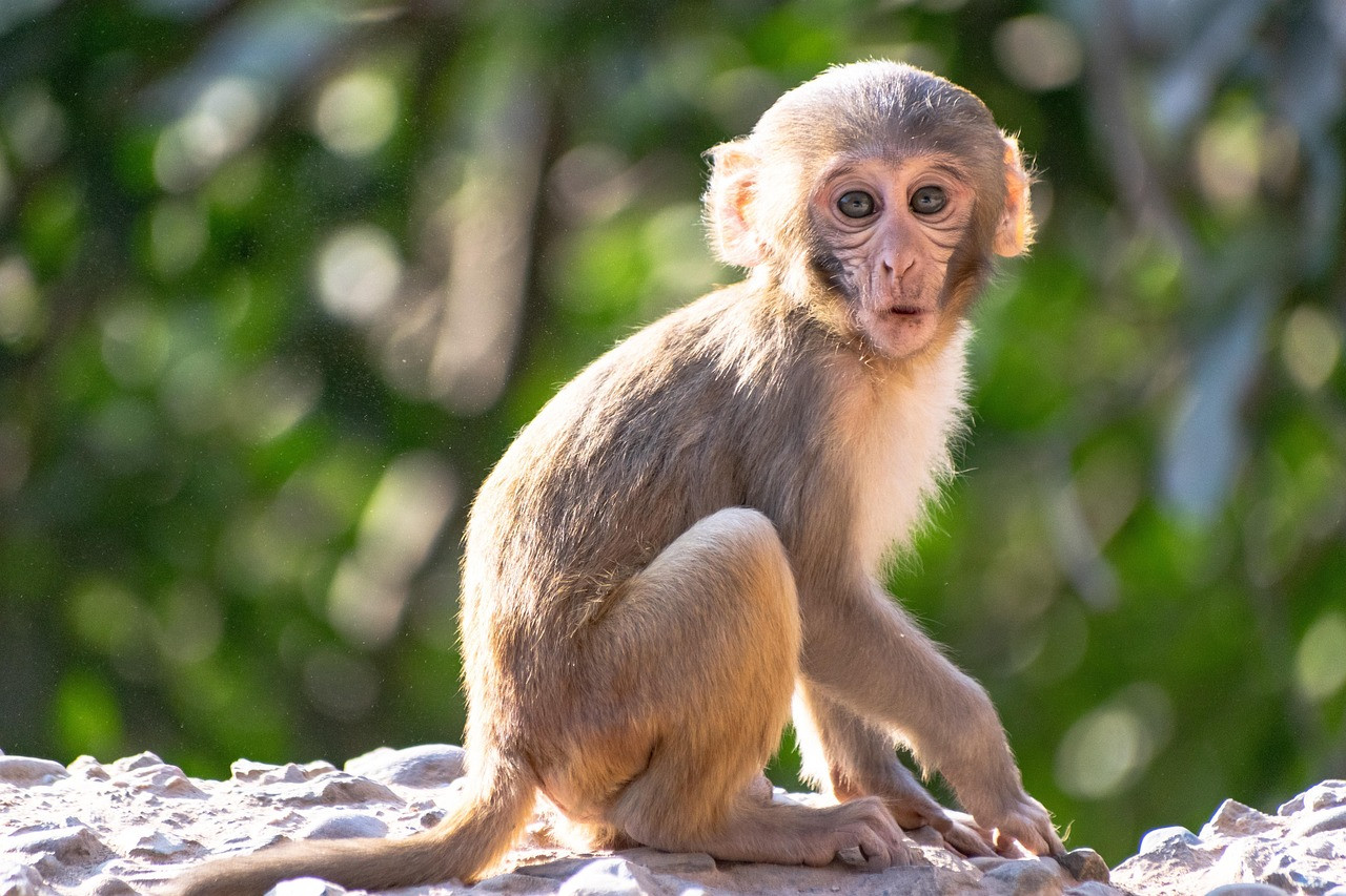 Chú khỉ nhỏ với ánh mắt tò mò