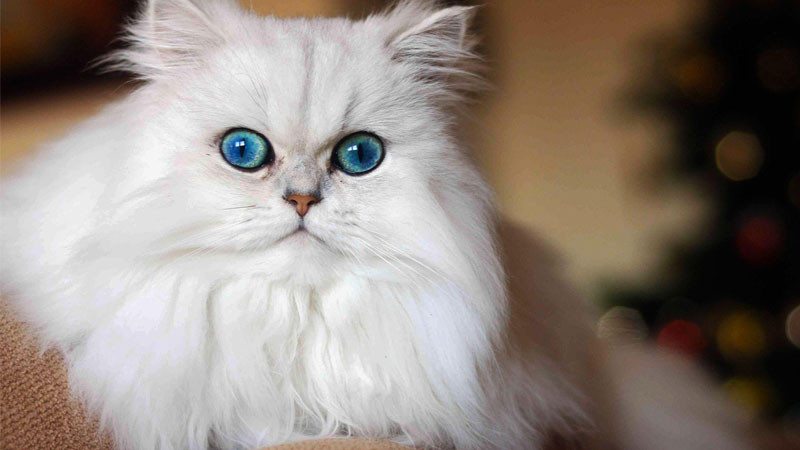 Chú mèo Anh lông dài ngầu ngồi bên cửa sổ đầy mơ màng