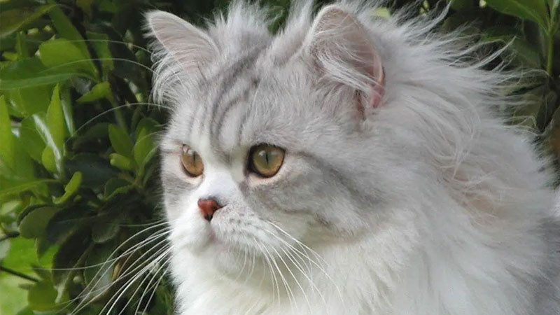 Chú mèo Anh lông dài ngầu với biểu cảm hơi cau có