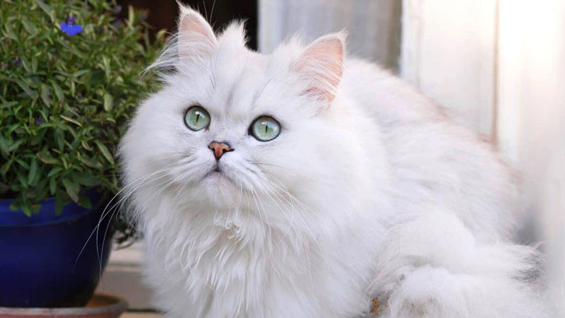 Chú mèo Ba Tư ngầu với đôi mắt màu hổ phách quyến rũ