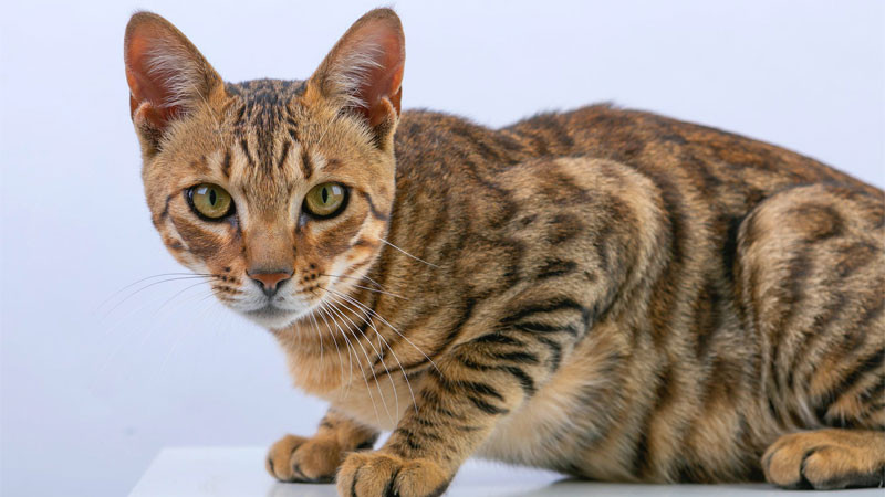 Chú mèo Bengal ngầu nằm dài khoe vẻ đẹp hoang dã