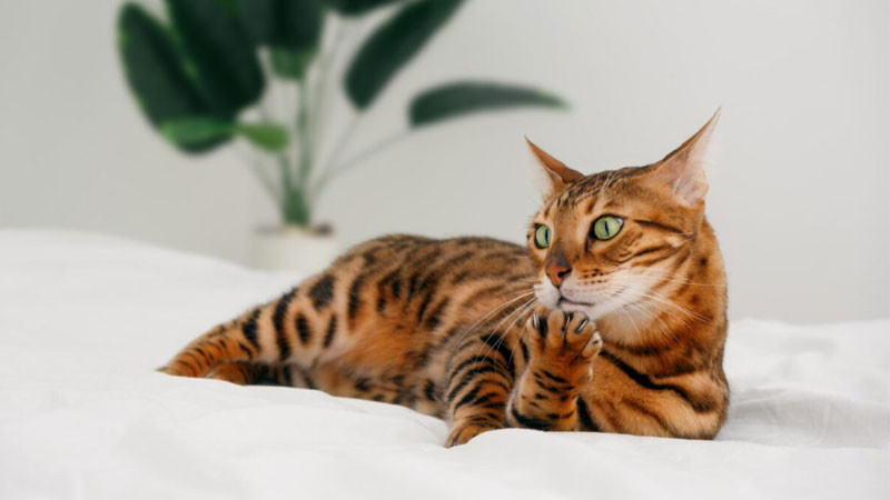 Chú mèo Bengal ngầu ngồi trên mỏm đá, như đang canh gác lãnh thổ