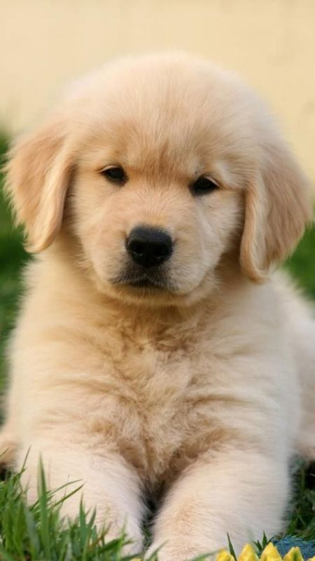 Chú mèo con đang ngủ cuộn tròn rất đáng yêu làm ảnh nền điện thoại 4K