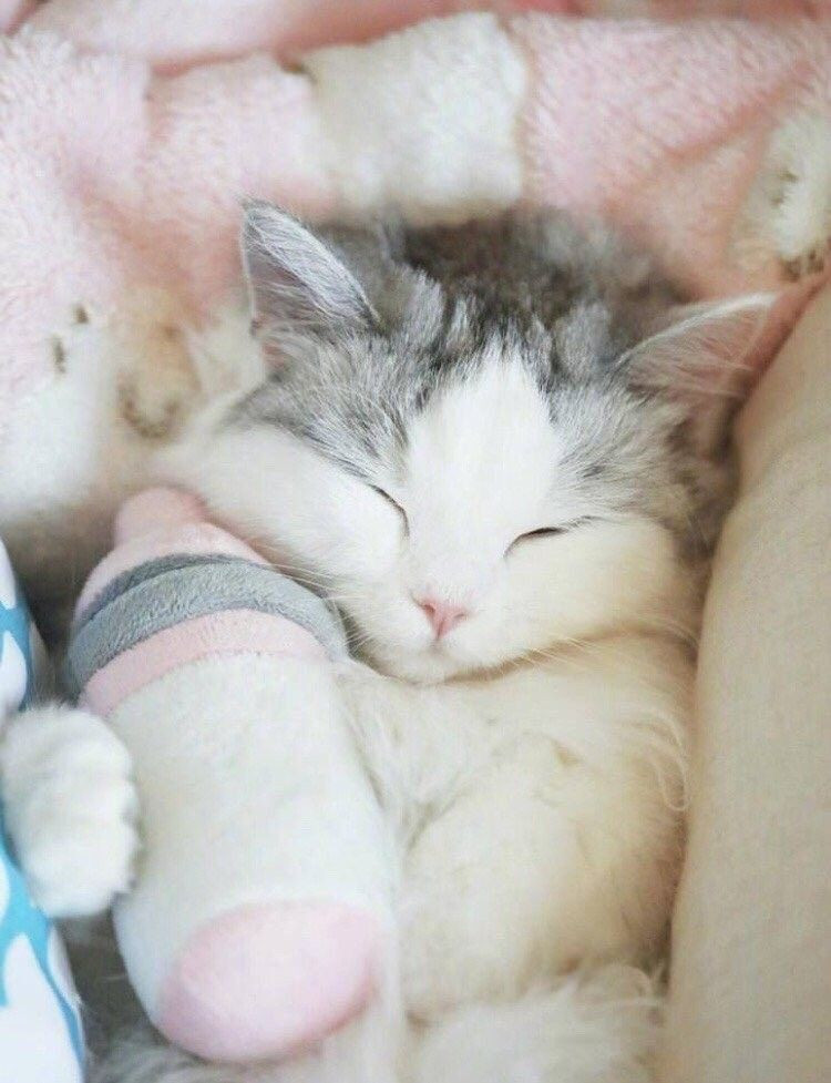 Chú mèo con đang say giấc nồng rất đáng yêu