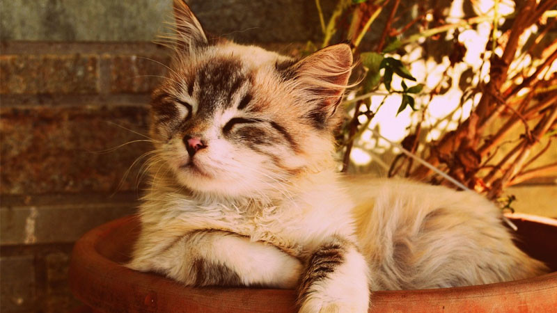 Chú mèo con ngầu cuộn tròn như một cục bông khi ngủ