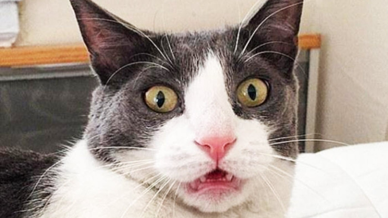 Chú mèo con thè lưỡi đáng yêu