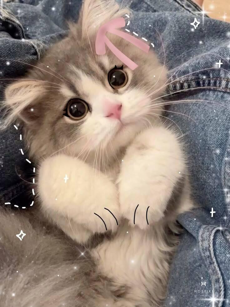 Chú mèo cute với bộ lông mềm mại màu vàng