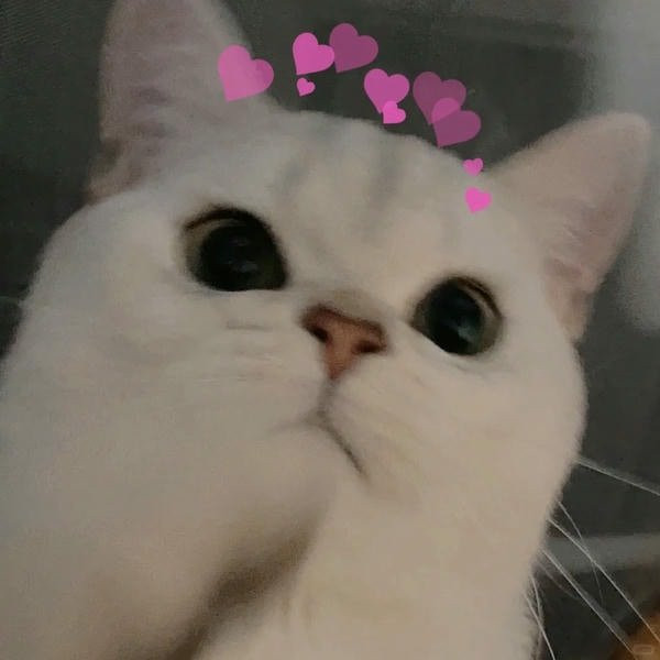 Chú mèo đang ngủ cuộn tròn tạo dáng giống hình trái tim