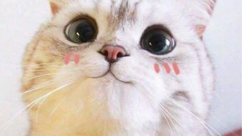 Chú mèo đáng yêu đang vươn vai