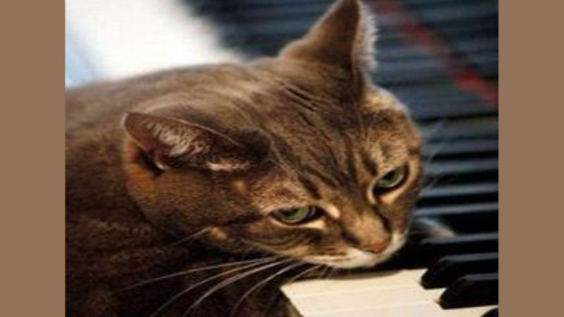 Chú mèo Fatso ngồi trước đàn piano với hai chân đặt trên phím đàn