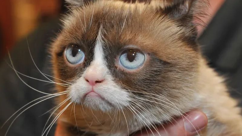 Chú mèo Grumpy Cat với biểu cảm cau có nhìn thẳng
