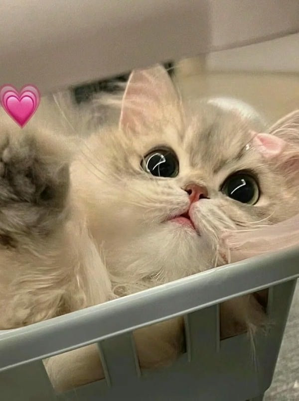 Chú mèo hoạt hình dễ thương bay giữa những trái tim đỏ