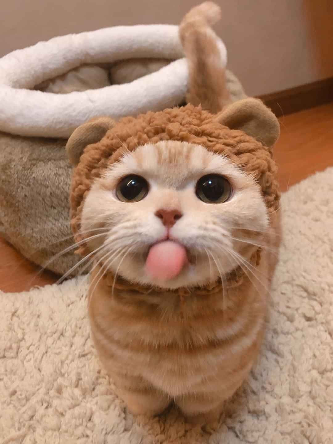 Chú mèo lè lưỡi đầy tinh nghịch