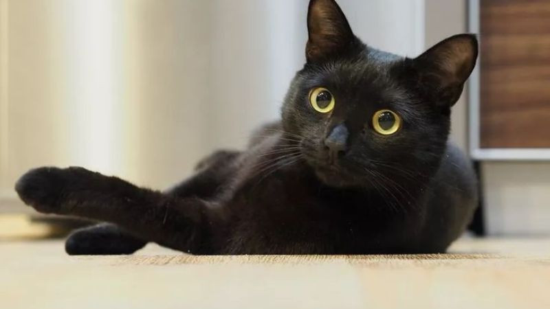 Chú mèo mun đáng yêu với bộ lông đen tuyền