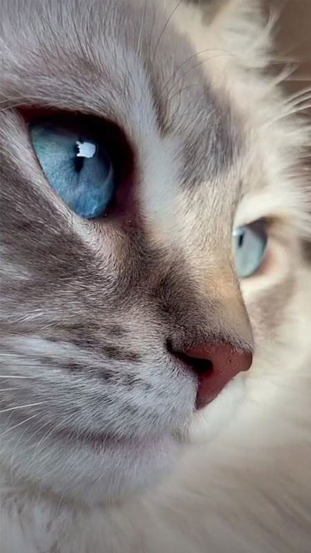 Chú mèo ngầu đang thư giãn nhưng vẫn toát lên vẻ lạnh lùng