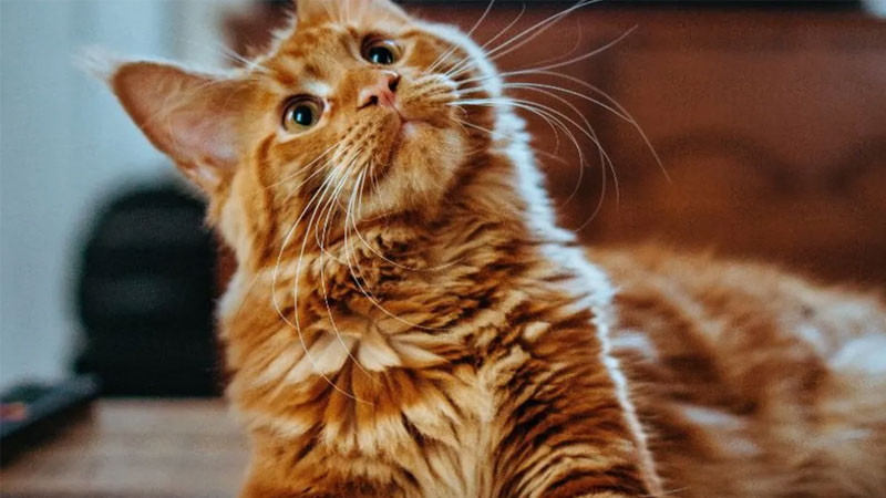 Chú mèo ngầu meme đang nằm trên bàn phím máy tính