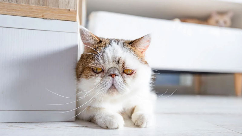 Chú mèo ngầu meme với ánh mắt đầy suy tư