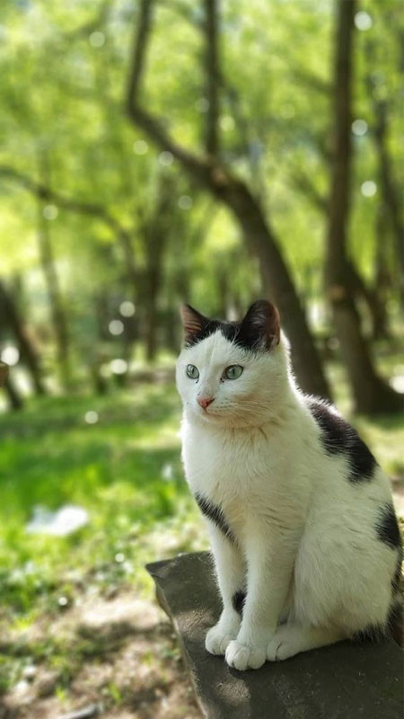 Chú mèo ngầu nhìn nghiêng, khoe đường nét khuôn mặt ấn tượng