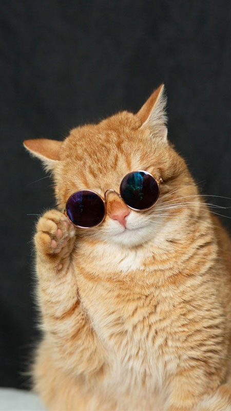 Chú mèo ngầu với cặp kính gọng dày và biểu cảm nghiêm túc