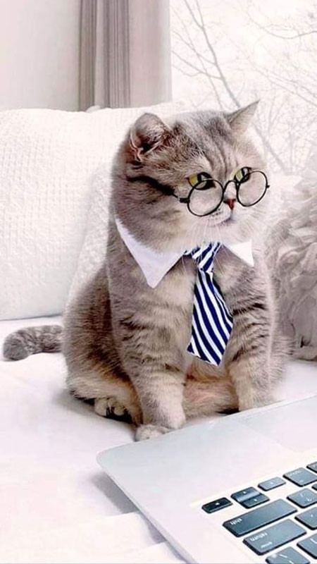 Chú mèo ngầu với kính và nơ bướm, đầy phong cách