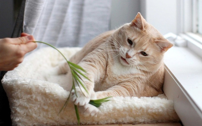 Chú mèo nghịch ngợm chơi với lá cây