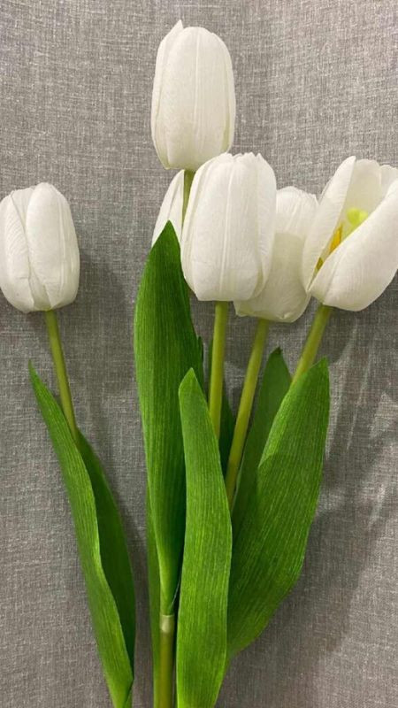 Chùm hoa tulip trắng tinh khôi, ảnh màu trắng hoa tulip