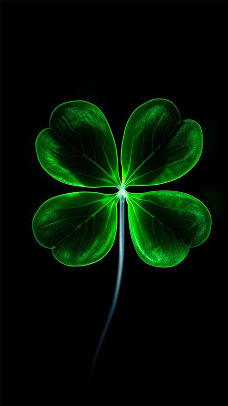 Cỏ bốn lá nằm giữa những cánh hoa nhỏ màu trắng, vẻ đẹp tĩnh lặng mang lại may mắn