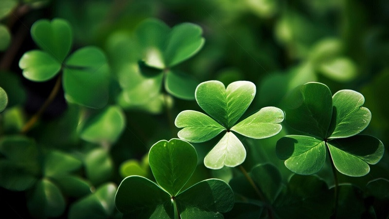 Cỏ bốn lá nổi bật trên nền bokeh mờ ảo 4K