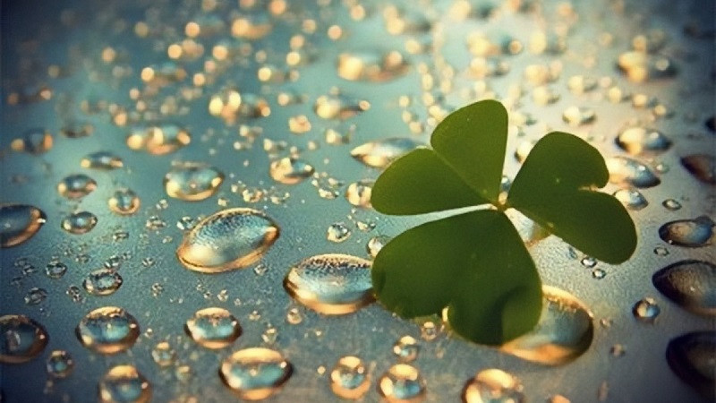 Cỏ bốn lá vẽ theo phong cách anime đơn giản