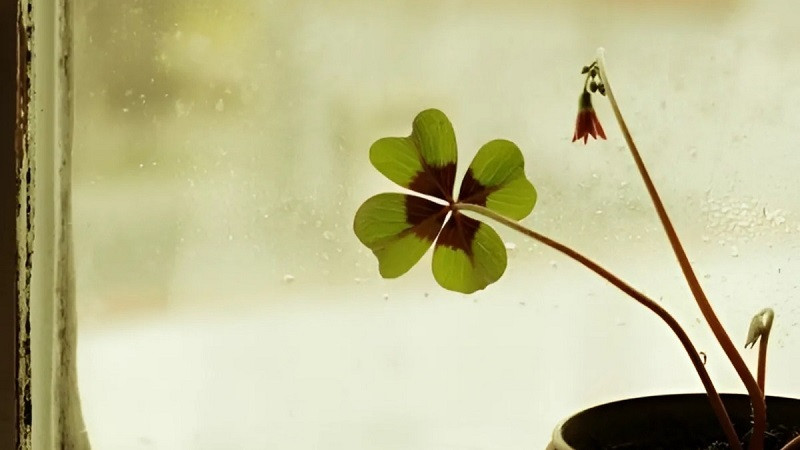 Cỏ bốn lá với cánh lá hình trái tim rõ nét