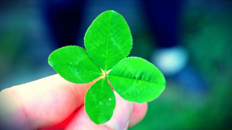 Cỏ bốn lá xanh mướt chụp với độ phân giải cao