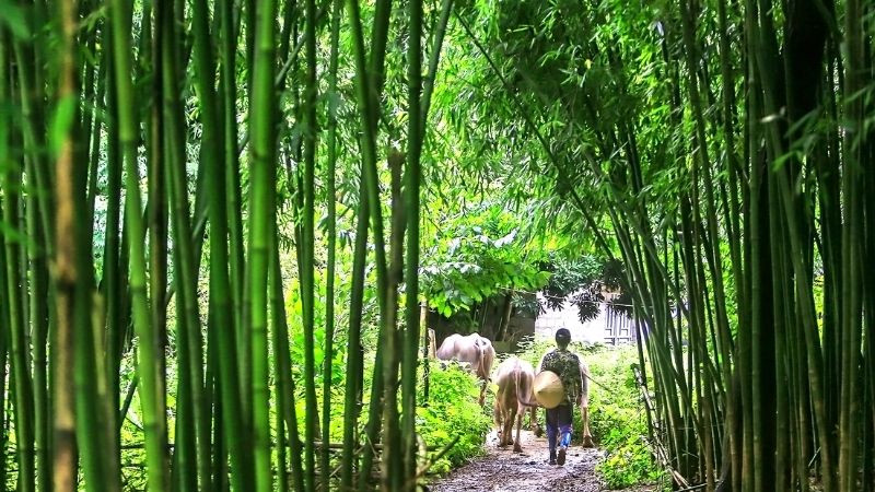 Con đường làng đất nhỏ đi qua rặng tre xanh mướt, tạo nên khung cảnh yên bình và quen thuộc