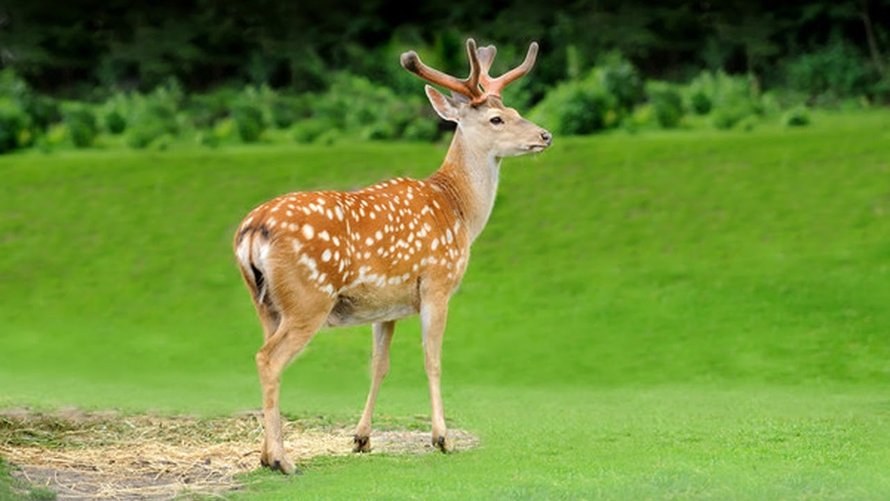 Con hươu sao ngơ ngác nhìn xung quanh