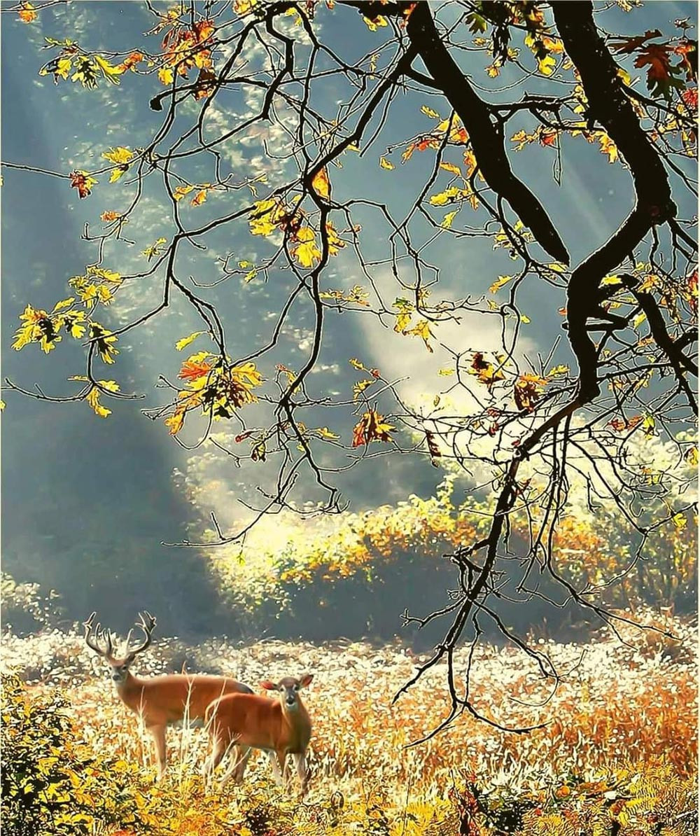 Con nai đứng dưới tán cây lá vàng vào mùa thu