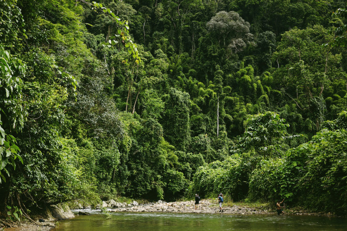 Con suối nhỏ uốn lượn giữa cánh rừng già đầy sức sống