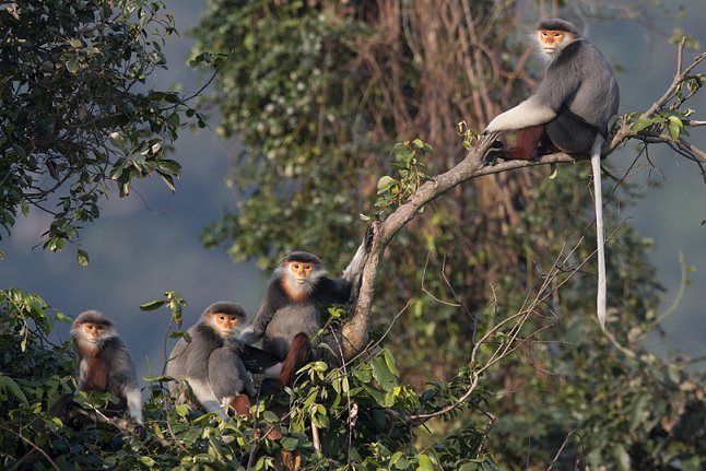 Hinh anh con voi mau xam tu nhien trong moi truong hoang da, to mau chan thuc