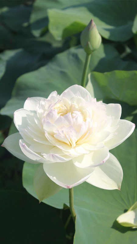 Cụm hoa sen trắng nở rộ khoe sắc trong nắng