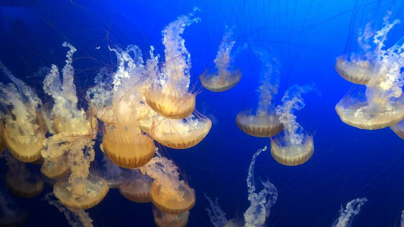 Đa dạng sinh vật trong **ảnh biển** dưới đáy đại dương