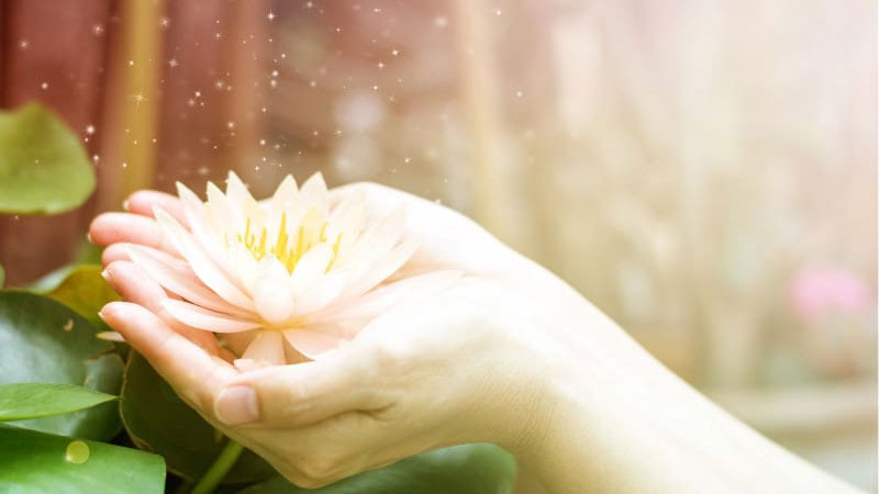 Đầm hoa sen trắng gần khu vực tu viện